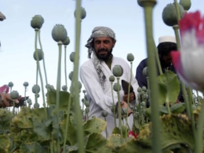 El cultivo de amapola para producir heroína se ha mantenido en algunas zonas.