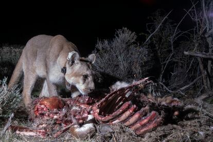 A pesar de que la mayoría de los ataques de pumas son a ovejas y corderos, han empezado a existir más casos de agresiones a potrillos y vacas.