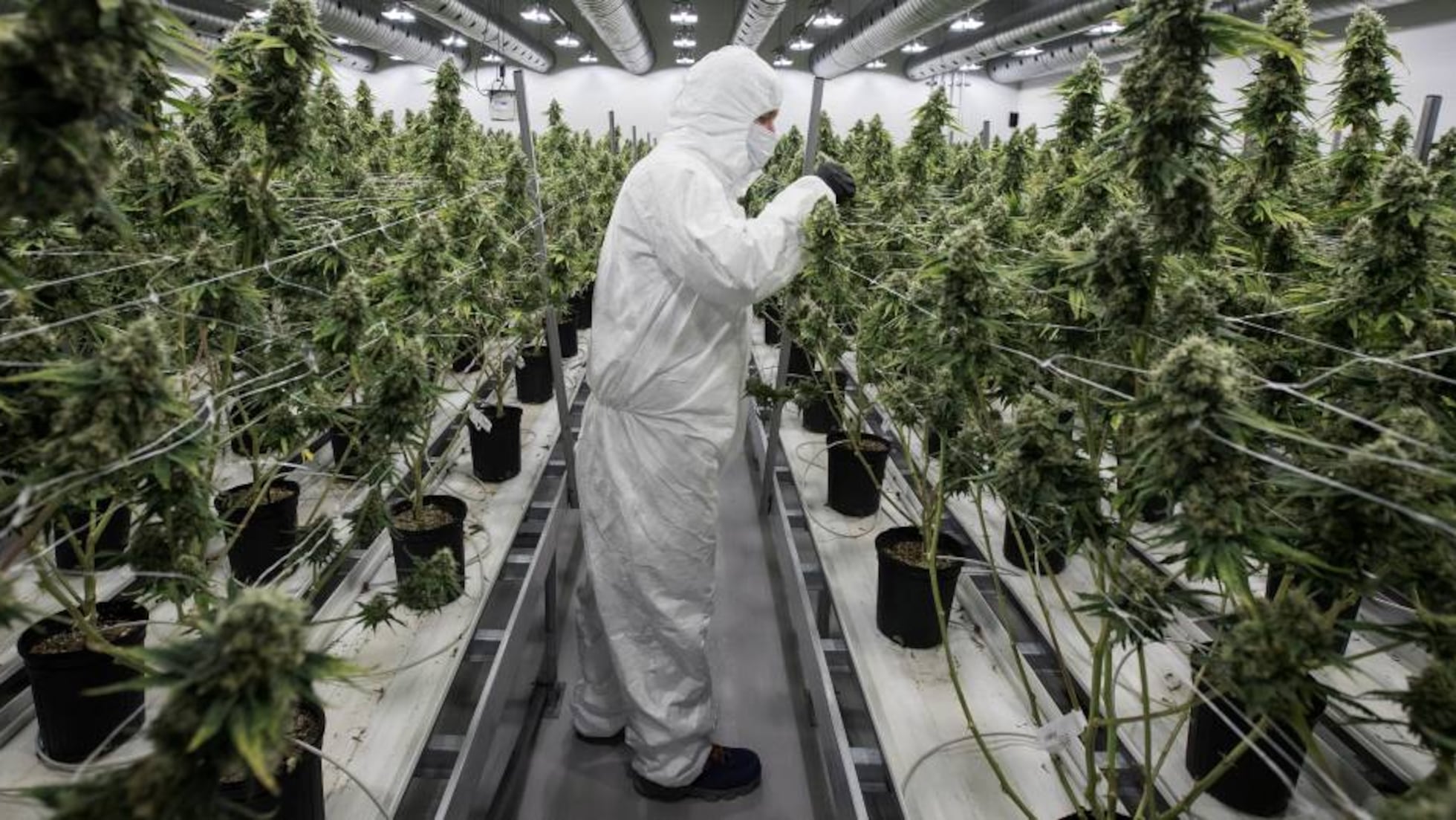 Marihuana: El reto de legalizar el cannabis | Internacional | EL PAÍS