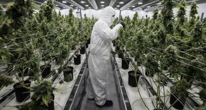 Sala de cultivo de marihuana para uso medicinal, situada en Smith Falls (Canadá).