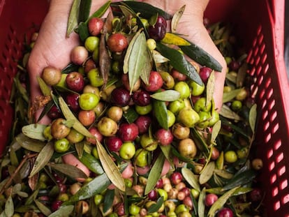 Colheita das oliveiras em produ&ccedil;&atilde;o artesanal