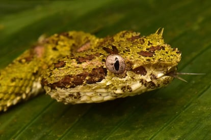 Los científicos que se desplazaron a la Mosquitia entre el 14 y el 25 de febrero de 2017 realizaron tres redescubrimientos destacables: la serpiente coral ('Rhinobothryum bovallii') que no se veía en Honduras desde 1965, el murciélago ('Phylloderma stenops') que se vio por última vez en Honduras en los años cuarenta y el escarabajo tigre ('Odontochila nicaragüense') que se creía extinto y había sido registrado únicamente en Nicaragua. Además, los investigadores catalogaron un pez desconocido en todo el planeta ('Poecilia sp').