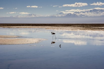 <p>Que el agua de la foto no te engañe: "El desierto de Atacama en Chile <strong>es el más seco del mundo</strong>", explica David Attenborough en uno de los capítulos la serie documental de la BBC Planet Earth. Es por tanto un destino ideal para los más aventureros.</p> <p>El autor de <em>100 Lugares únicos para ir en bicicleta</em> (GeoPlaneta 2019) recomienda pasar entre tres y cuatro días en él y, para los más atrevidos (y aquellos que no padezcan mal de altura), propone subir al volcán Ollague, coronado por un campo de géiseres.</p>