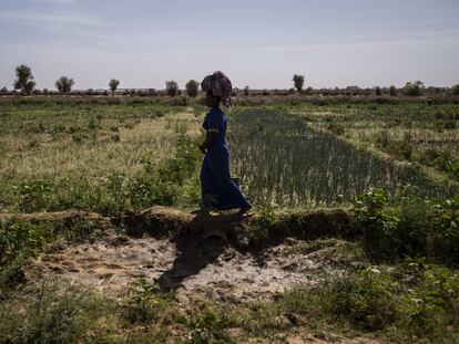 Allí donde el hambre aprieta