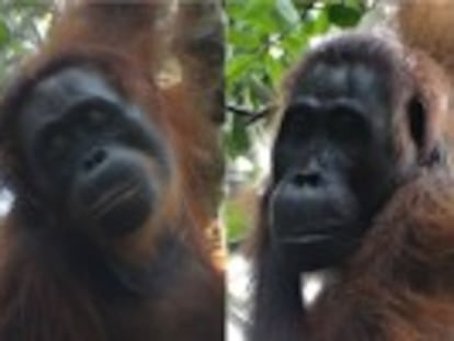 Na selva de Bornéu, cientistas presenciam episódio de violência incomum na espécie. O ataque foi coordenado por uma fêmea