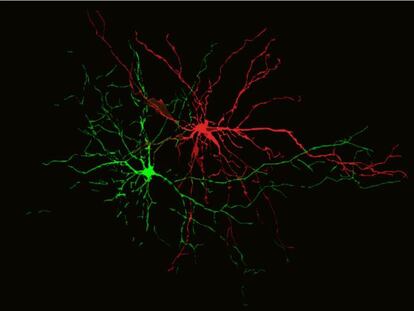 Una neurona procesando pensamientos negativos (rojo) y otra positivos (verde)