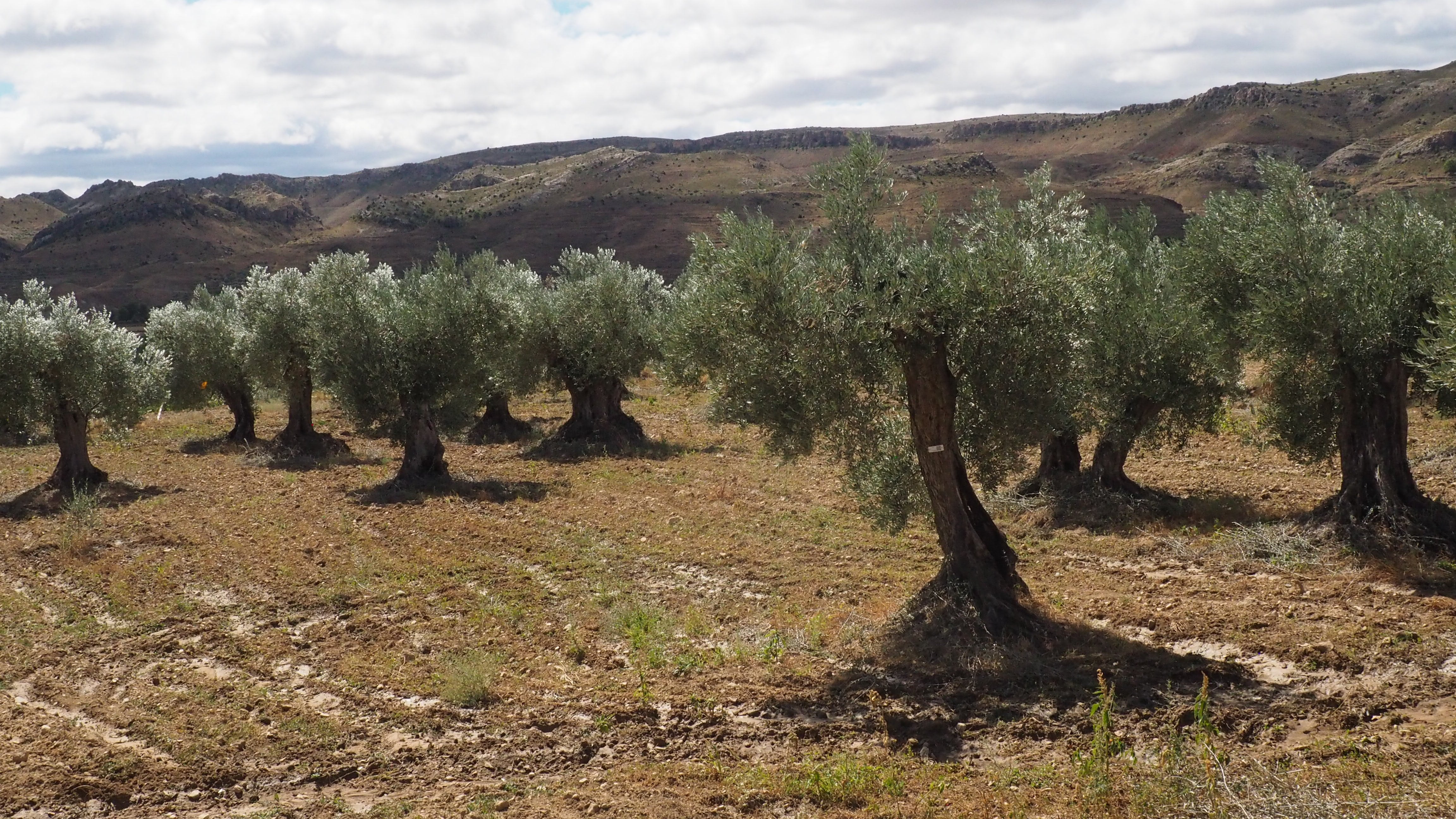 Algunos de los olivos en cuestión