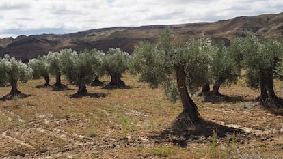 Algunos de los olivos en cuestión