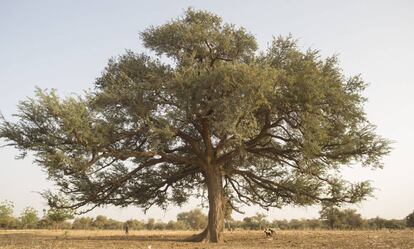 Un árbol sobre tierra árida en Níger.