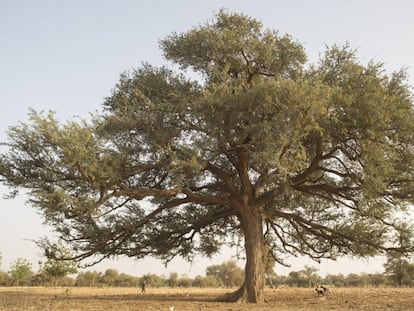 Un árbol sobre tierra árida en Níger.