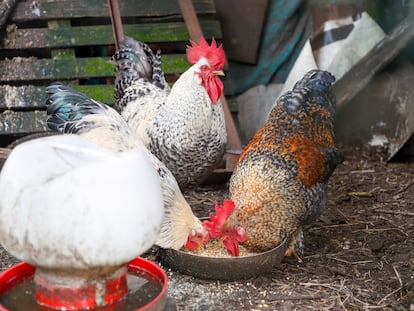 Explotaciones de aves gripe aviar