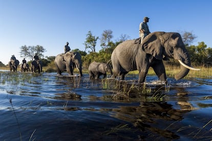 No hay forma más peculiar para conectar con la naturaleza de Botsuana (en la imagen, el delta del Okavango) que desde lo alto de un elefante africano. Y no hace falta cazarlos. La gran aventura es fotografiarlos y conocerlos de cerca. En este tipo de safaris, no solo se ve la fauna desde las alturas, sino que se interactúa, se nada y se camina junto a este gran mamífero y su manada.