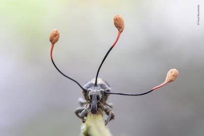 Un gorgojo de aspecto extraño yace muerto sobre una rama. Las tres proyecciones similares a antenas que crecen fuera de su tórax son los cuerpos fructíferos maduros de un hongo 'zombi'. El hongo parásito se extendió dentro del gorgojo mientras estaba vivo, tomando el control de sus músculos y obligándolo a trepar el tallo. Cuando estaba a una altura adecuada, para el hongo, las esporas se liberaron y el hongo se marchitó.