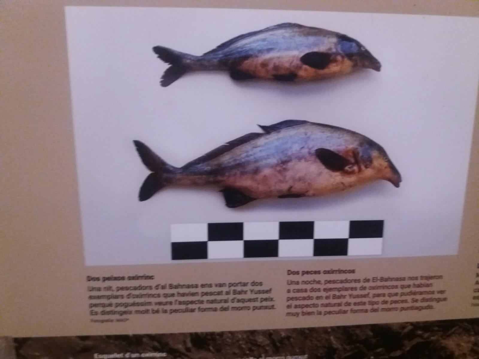 Foto de peces oxirrinco, en la exposición en la UB.