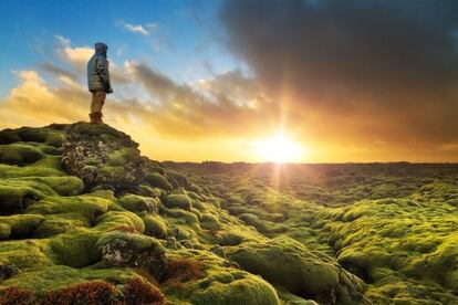 Paisaje de lava y musgo en Eldhraun, en Islandia. 