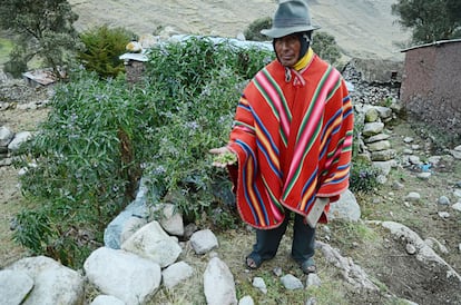 Don Ildefonso muesta unas semillas de llantén en su huerto. Los kallawayas son expertos herbolarios. Recolectan de plantas medicinales (hojas, raíces, flores, semillas, resinas) y las combinan  para elaborar ungüentos, cataplasmas e infusiones, que utilizan en la curación de diferentes dolencias físicas. 