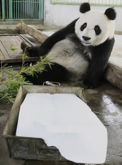 Un panda descansa junto a un bloque de hielo en el zoo de Jinan