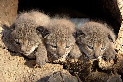 Los tres cachorros de lince, en una fotografa hecho pblica hoy.