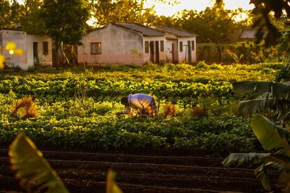 La población de Massaca se dedica a la agricultura, principalmente. Las 'machambas' o campos de cultivo son trabajados por la población local y de ellos obtienen sobre todo berza.