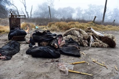 Pieles y restos de animales arrojados en una cuneta.