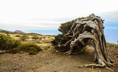 La sabina de El Hierro, icono de la isla canaria.