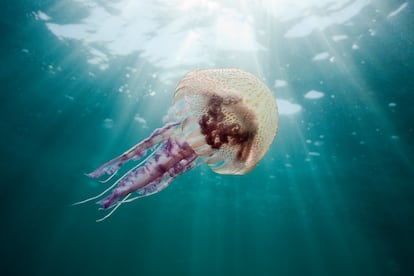 Una medusa cerca de las playas del Parque Natural del Cap de Creus.