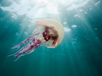 Una medusa cerca de las playas del Parque Natural del Cap de Creus.