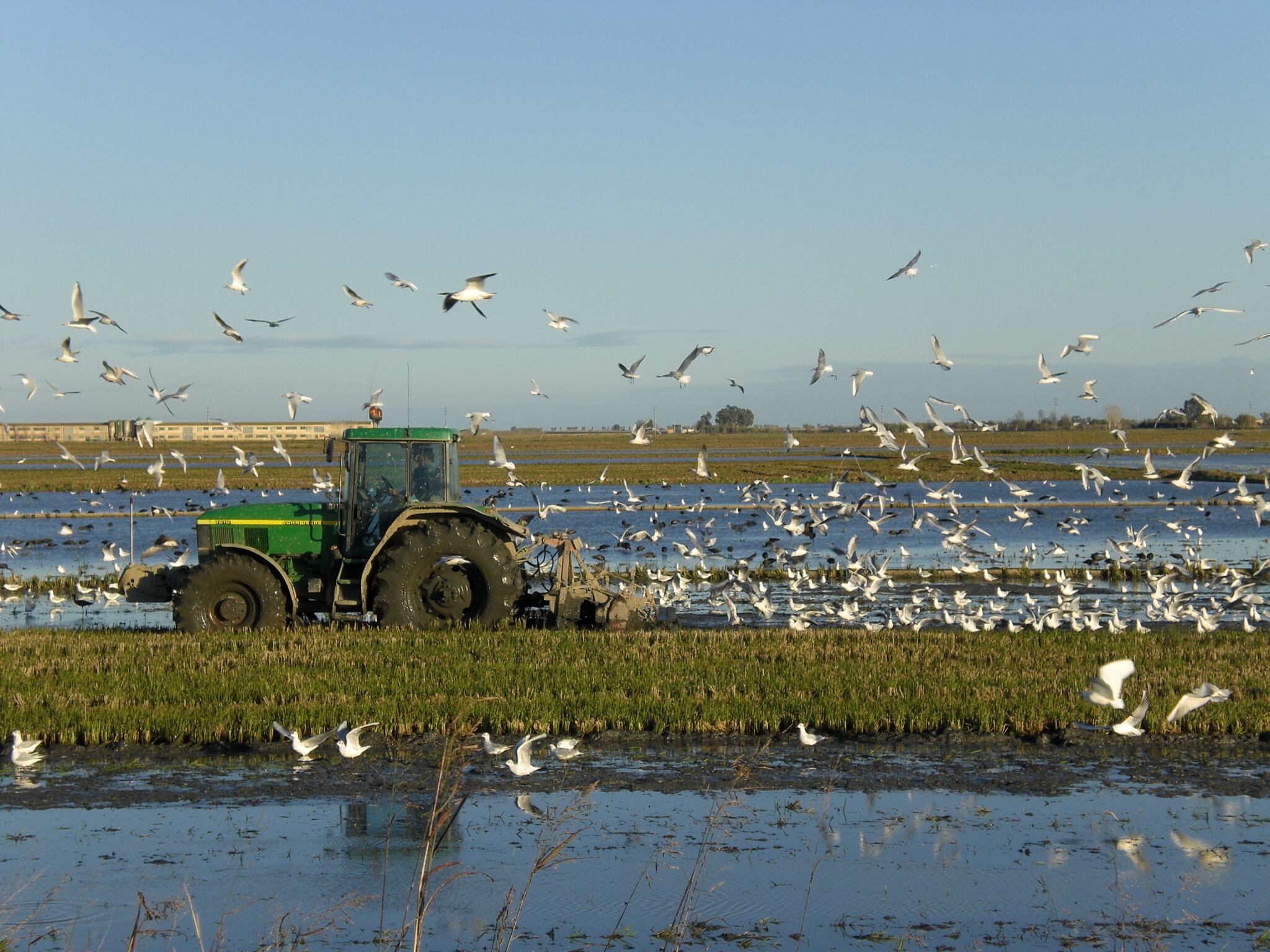 Riet Vell cultiva arroz ecológico a la vez que proteger las aves en el Delta del Ebro
