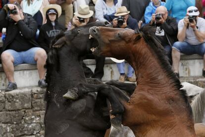 Dos caballos salvajes pelean entre sí, reunidos por los mozos del pueblo para cortarles las crines, durante la fiesta de interés internacional 'Rapa das bestas', en la localidad pontevedresa de Sabucedo.