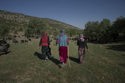 Kezvan, Özlem y Songül migran con los animales a pie, mientras que el padre y el hijo pequeño lo hacen con un tractor. Cada mañana deciden la distancia que recorrerán y los hombres las esperan en el siguiente punto con la tienda ya montada.