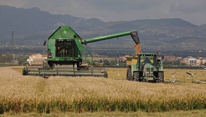 Una m&aacute;quina cosechadora recoge arroz en el Ebro.