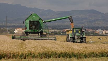 Una máquina cosechadora recoge arroz en el Ebro.