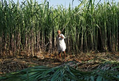 Un agricultor trabaja en un campo de caña de azúcar, en Motisir (India).