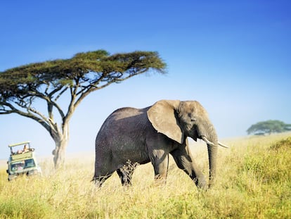 Un elefante africano en el parque nacional del Serengueti (Tanzania).