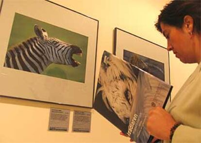 Una mujer hojea el catálogo de la exposición ante la fotografía <i>Semental de cebra, <i>del estadounidense Cameron Amadeus Hyhrvold.