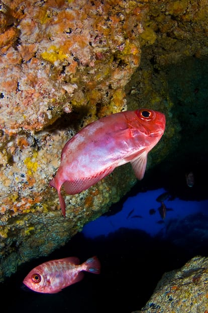 Varios peces Heteropriacanthus cruentatus nadan en una cueva submarina en Tenerife.