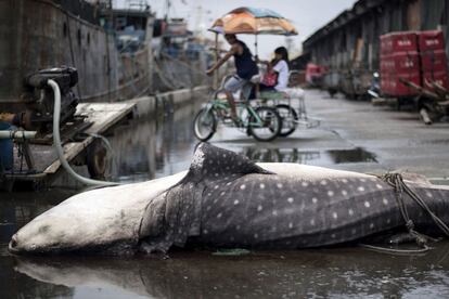 Una familia observa un tiburón ballena que yace muerto en el puerto Navotas de Manila (Filipinas).