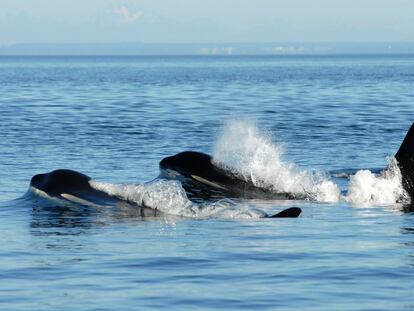 Entre las orcas, las madres siguen cuidando de sus hijos, pero no de sus hijas, cuando llegan a la edad adulta.