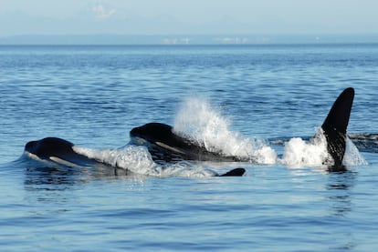 Ballenas