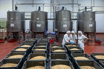 Tres trabajadoras seleccionan almendras.