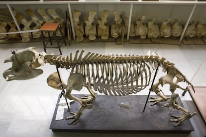 Ejemplares en el museo de Anatomía Compartida de Vertebrados, en la facultad de Biología.