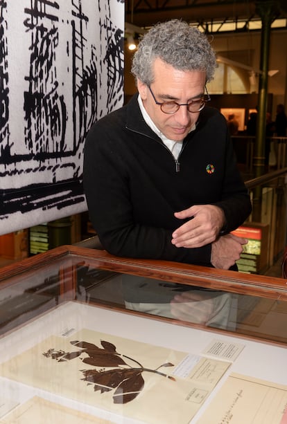 Quique Bassat, director de ISGlobal, cuya colección de objetos de la lucha contra la malaria se exhiben en el Museo de Ciencias Naturales de Madrid, observa el primer ramillete de Cinchona (que contiene quinina, que se usa para tratar la enfermedad) que llegó a Europa desde Sudamérica.