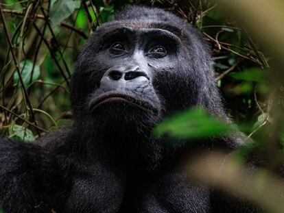 Bonne Année (Buen Año) es el nombre de este gorila, uno de los últimos ejemplares del parque nacional de Kahuzi-Biéga, en la República Democrática del Congo.