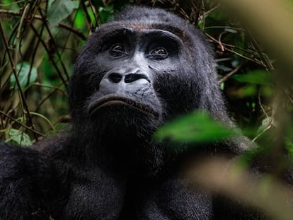 Bonne Année (Buen Año) es el nombre de este gorila, uno de los últimos ejemplares del parque nacional de Kahuzi-Biéga, en la República Democrática del Congo.