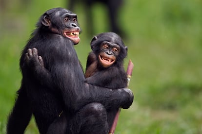 El comportamiento sociosexual parece ser particularmente pronunciado y habitual en los bonobos (los simios más lujuriosos, los únicos que copulan cara a cara, como los humanos), que usan los contactos genitales como forma dominante de tranquilidad, en comparación con otros primates.