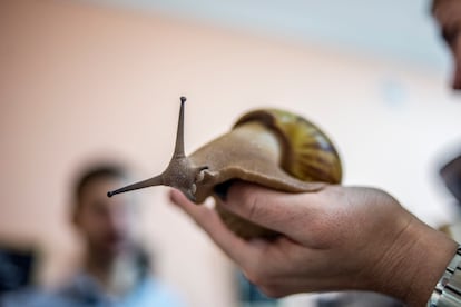 Caracol gigante africano