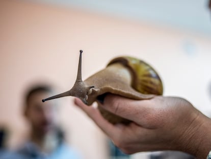 Ejemplar de un caracol gigante africano.