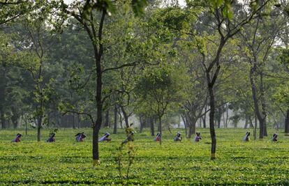 Trabajadoras indias recolectan hojas de té en el jardín de té de Dagapur, a las afueras de Siliguri (India).