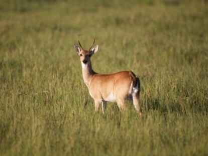 La mitad de los animales que un día poblaron la Tierra han desaparecido