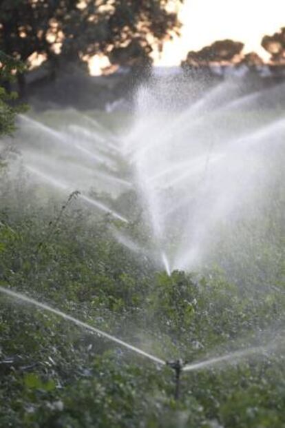 Los embalses de la cuenca del Duero, que abarca la mayor parte de Castilla y León, almacenan un 80 por ciento más de agua que el año pasado por estas fechas, lo que está permitiendo que la campaña de riegos agrícolas se desarrolle con normalidad.